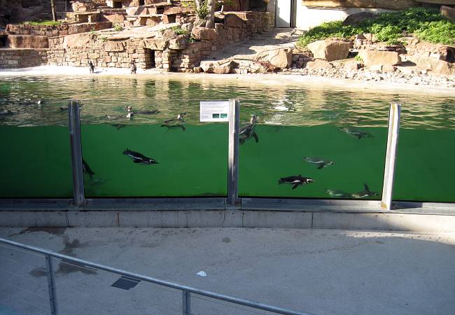 neues Seelöwenbecken